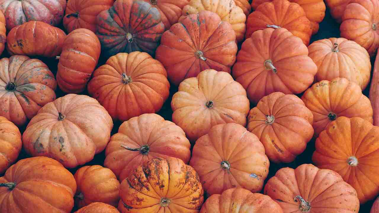 campi di zucca più belli d'Italia