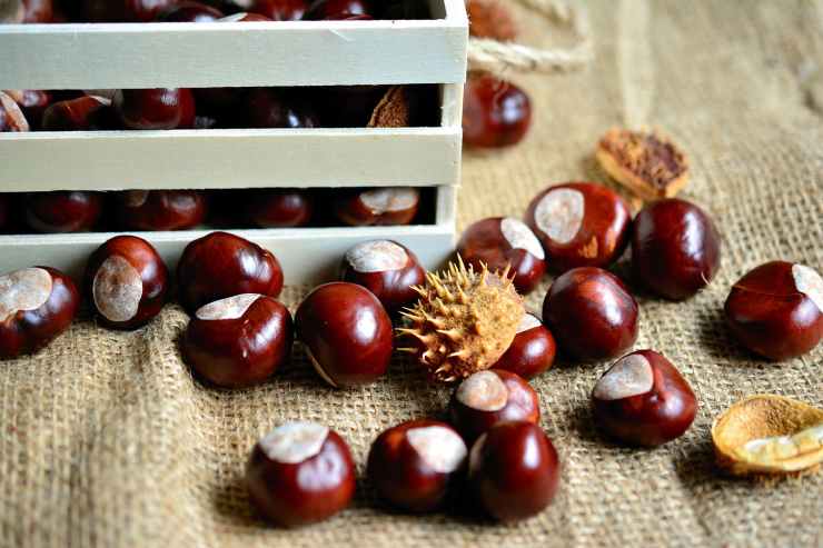 castagne dove raccoglierle