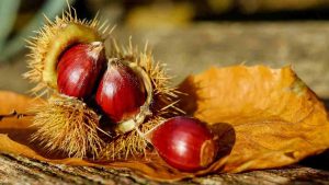 castagne dove raccoglierle