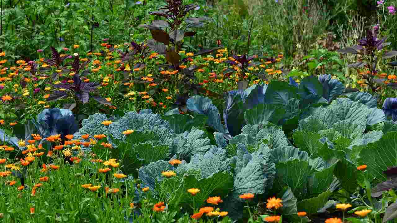 orto botanico a cagliari